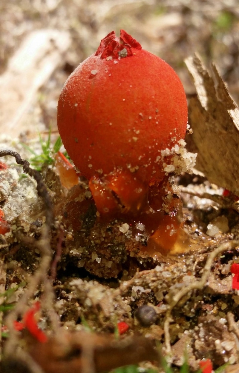 Red Slimy-Stalked Puffball