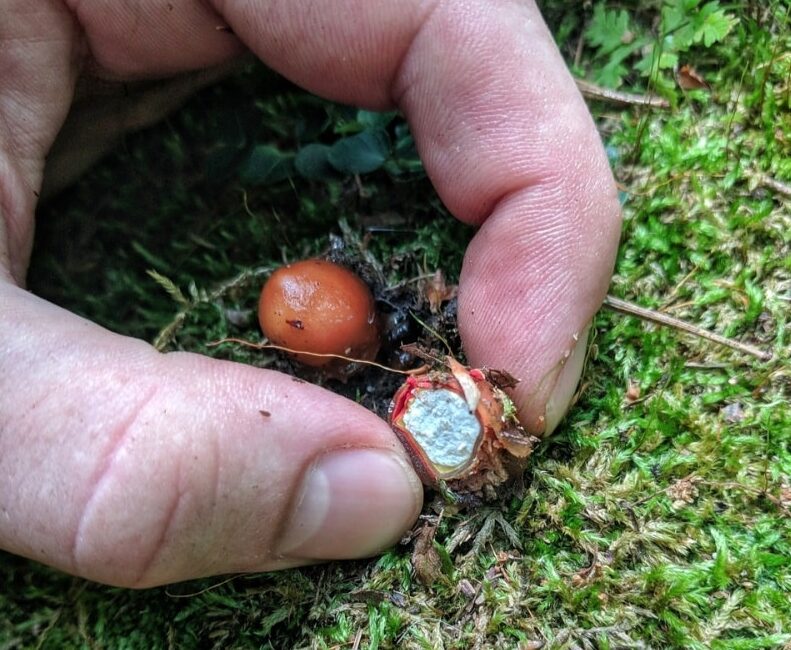 baby stalked puffball mushroom