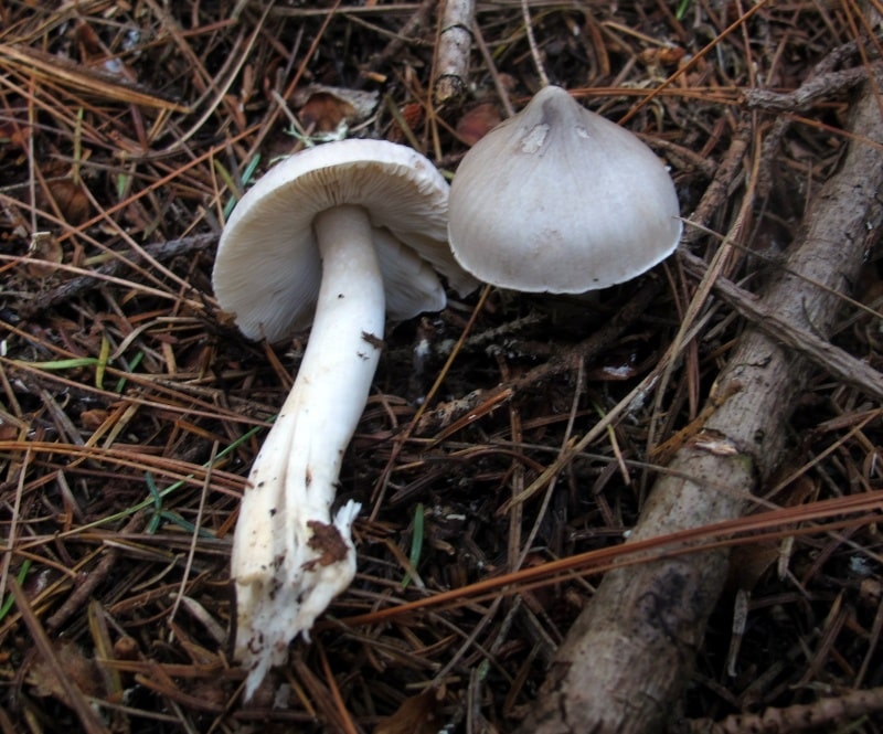 Tricholoma virgatum