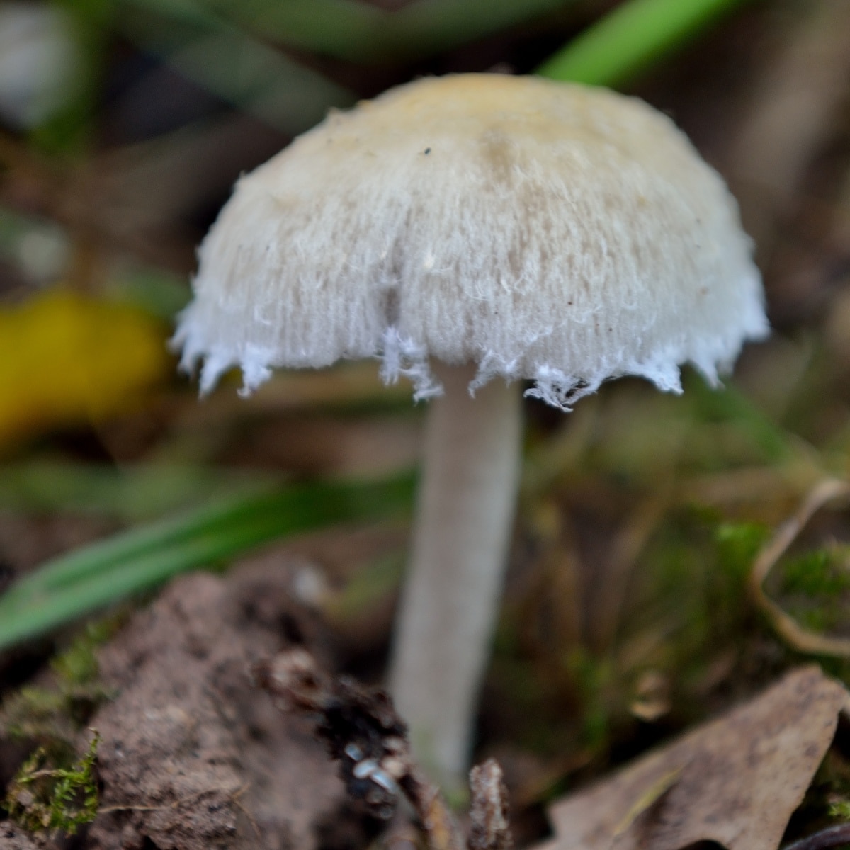 Psathyrella candolleana