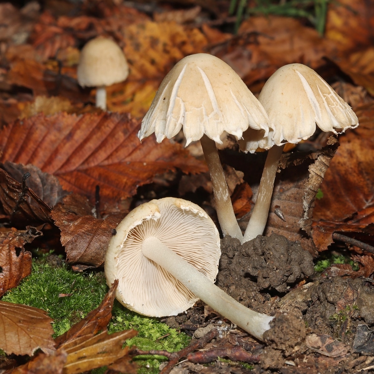 Psathyrella candolleana