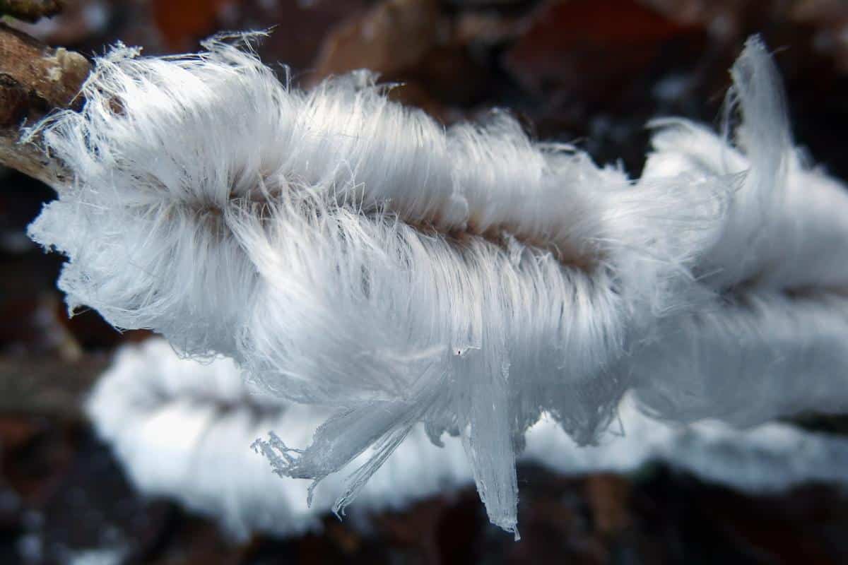 white ice strands on wood