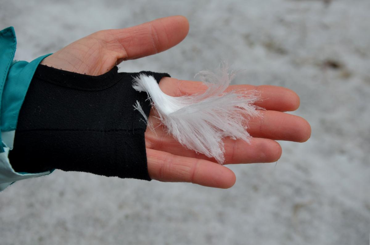 person holding hair ice in hand, frost beard, ice wool