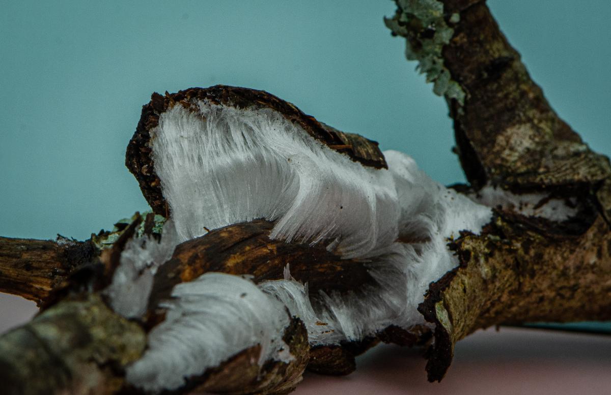 icy wool formation on branch