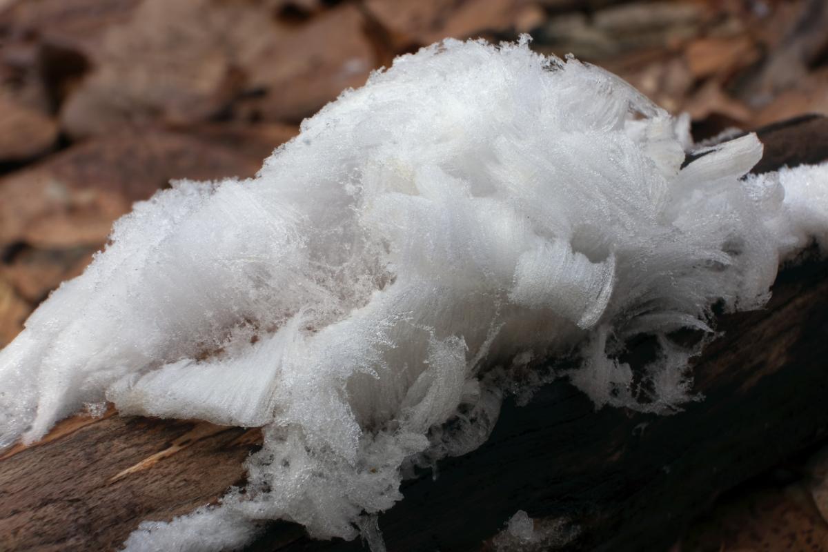 ice wool growing on wood