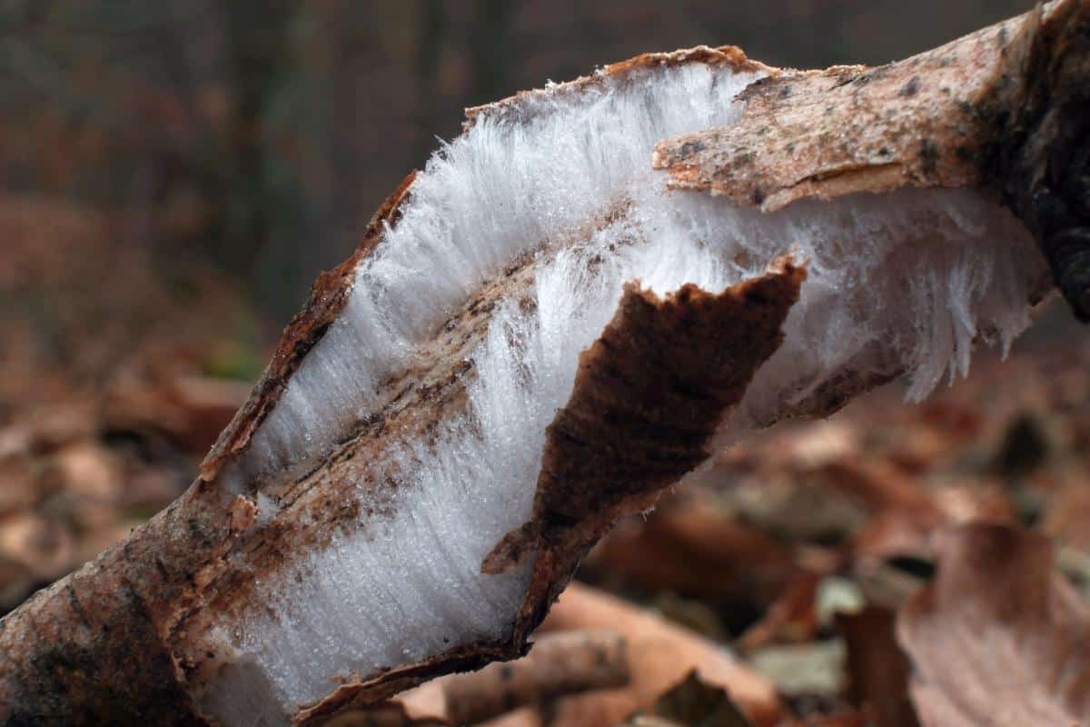 icy strands growing inbetween bark, frost beard