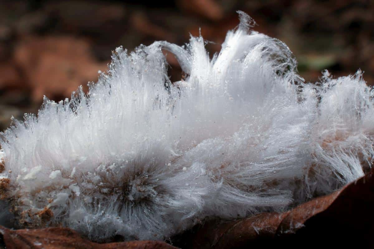 Exidiopsis effusa formation of white icy hair