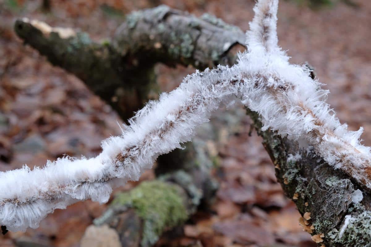 branch covered in hair ice formations