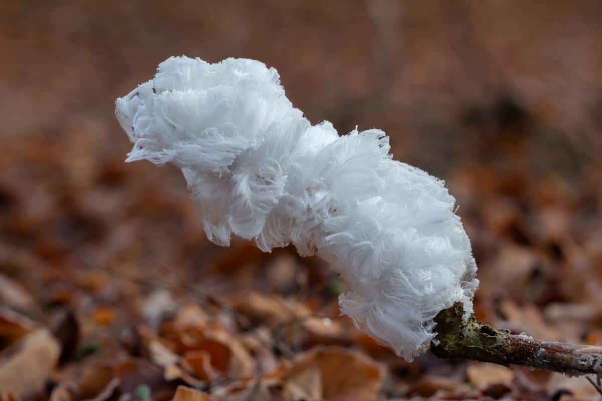 Exidiopsis Effusa and frost beard formation