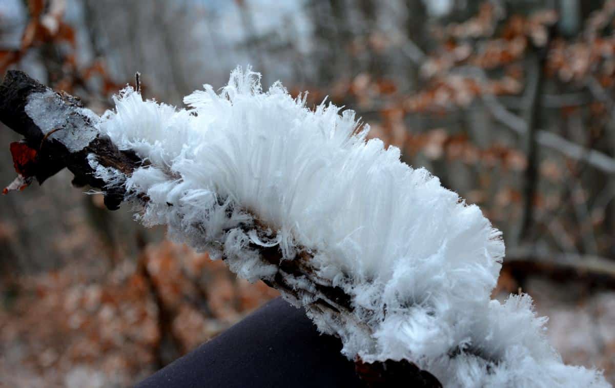 frost beard formation on wood