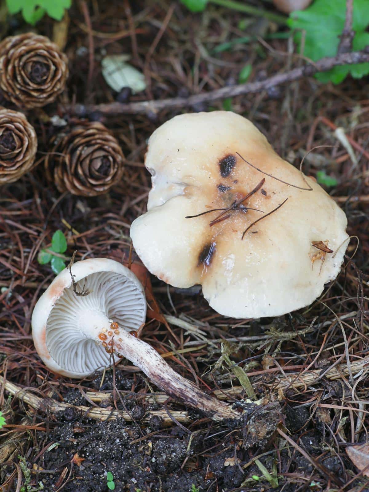 spotted spike cap