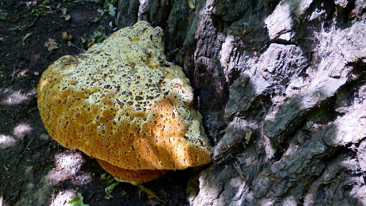 oak bracket mushroom oozes amber droplets