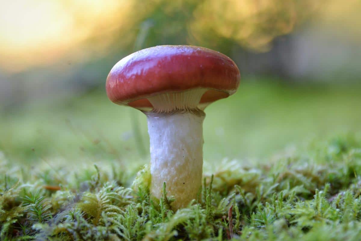 rosy spike cap mushrooms