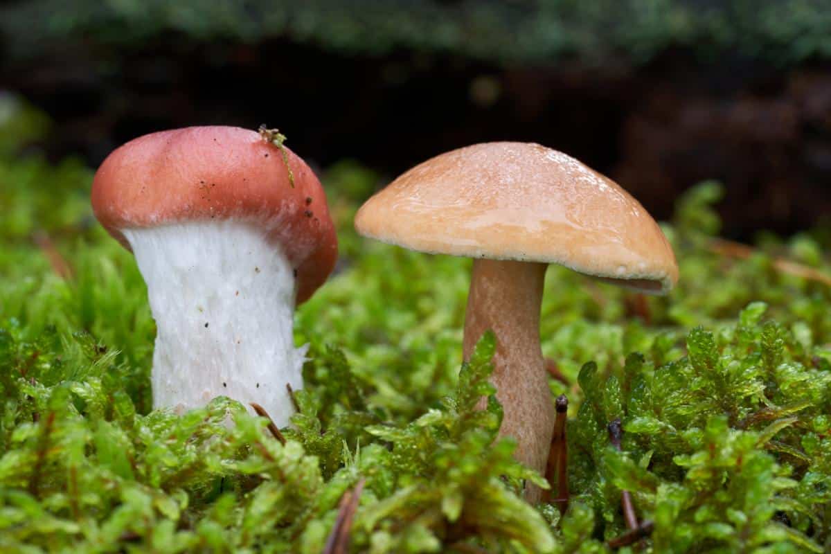 Gomphidius rosy slime cap and suillus bolete