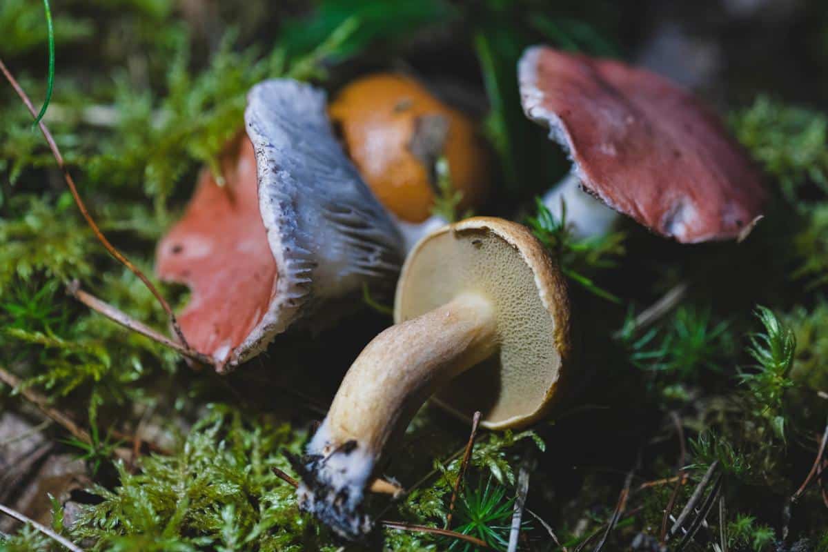 rosy spike cap mushrooms