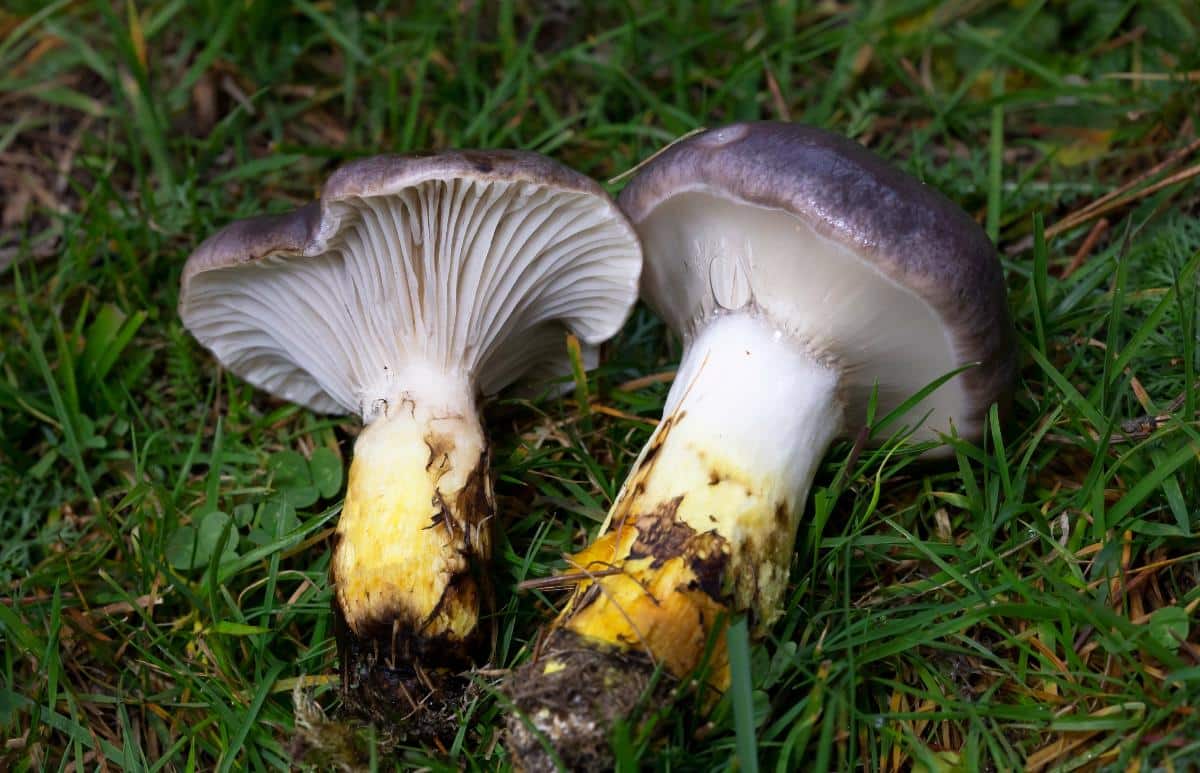 spike cap mushrooms slimy spike cap