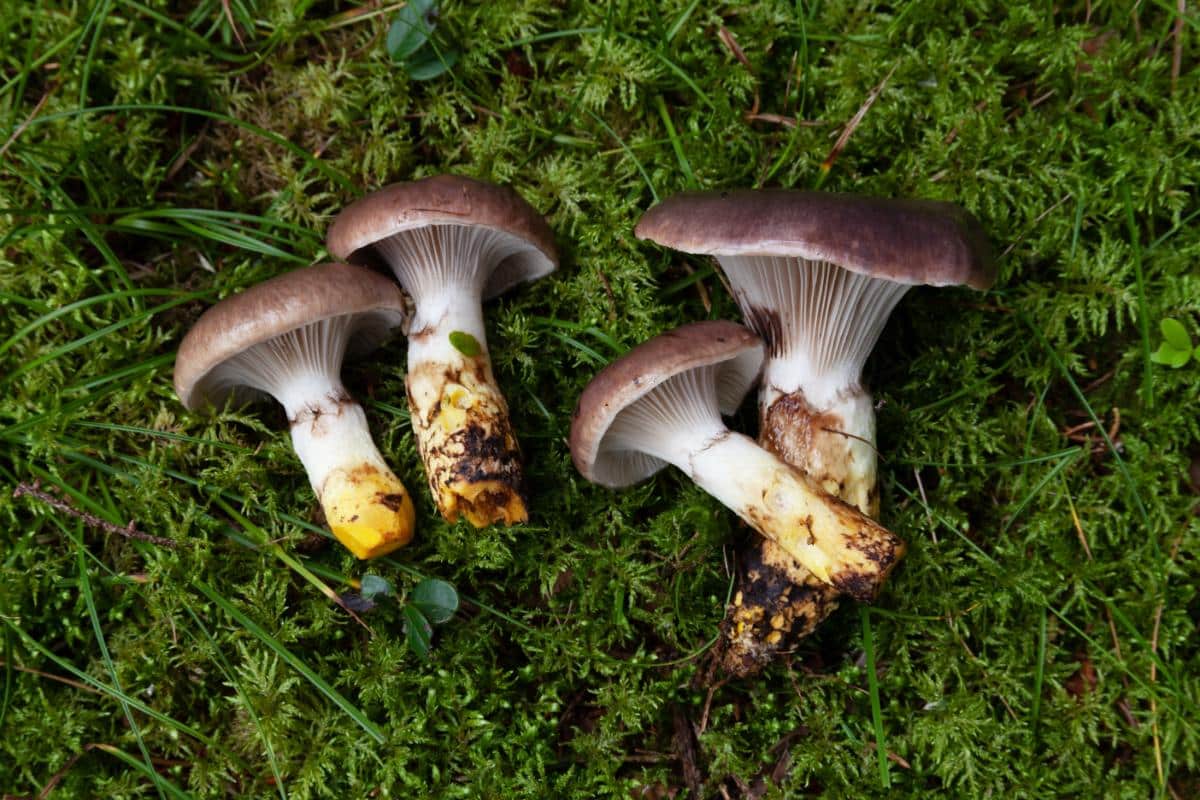 Gomphidius slimy spike caps