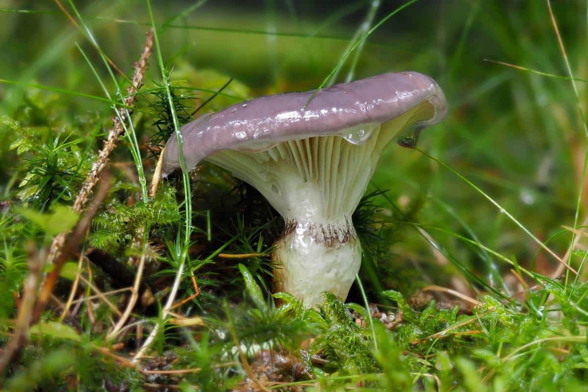 slimy spike cap mushrooms