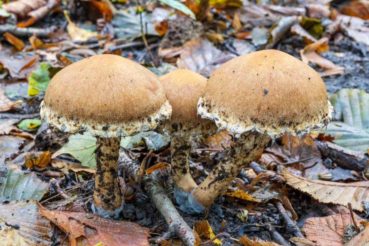 weeping widow mushroom 