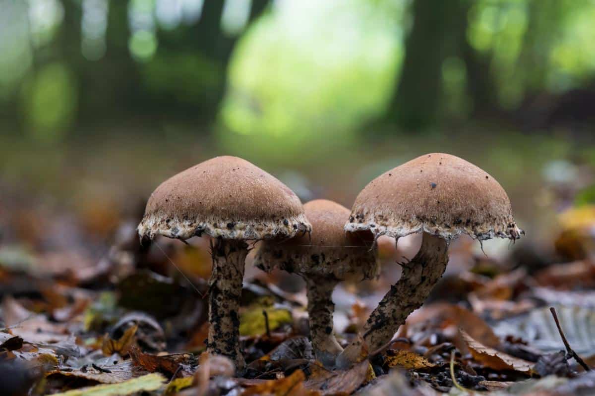 weeping widow mushroom