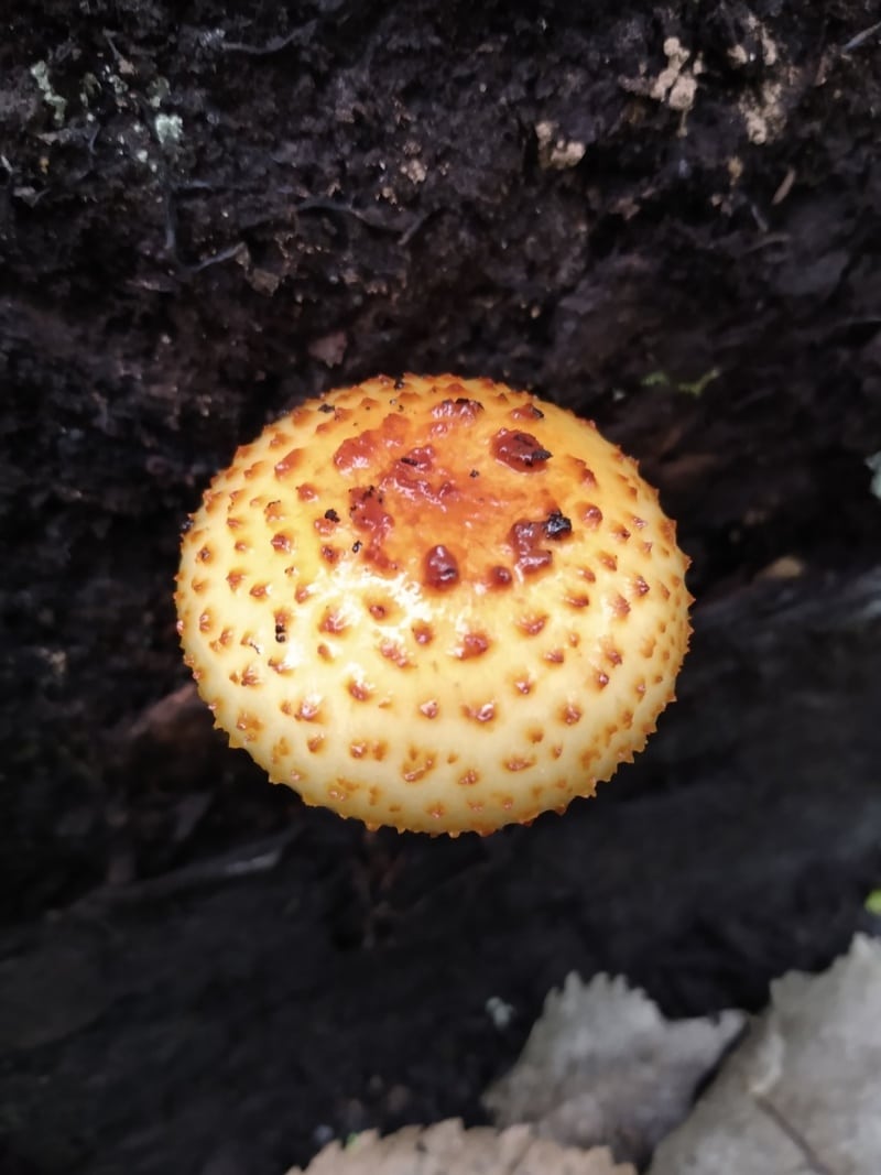 Pholiota adiposa