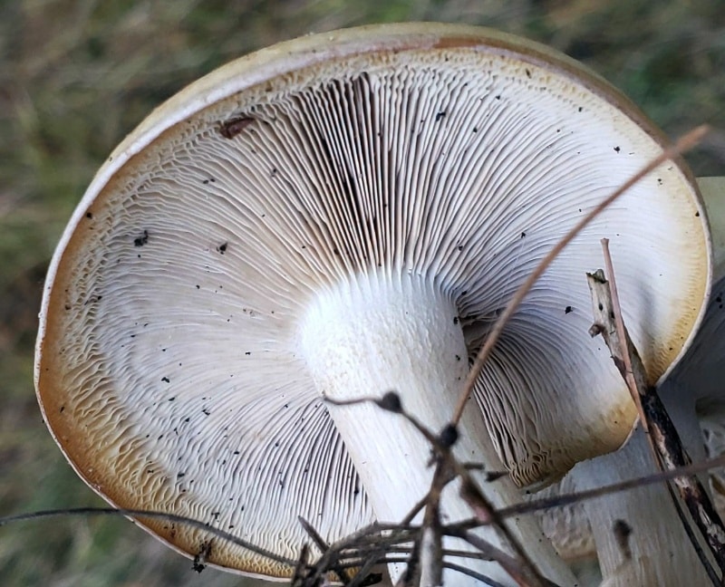 Leucopaxillus laterarius 