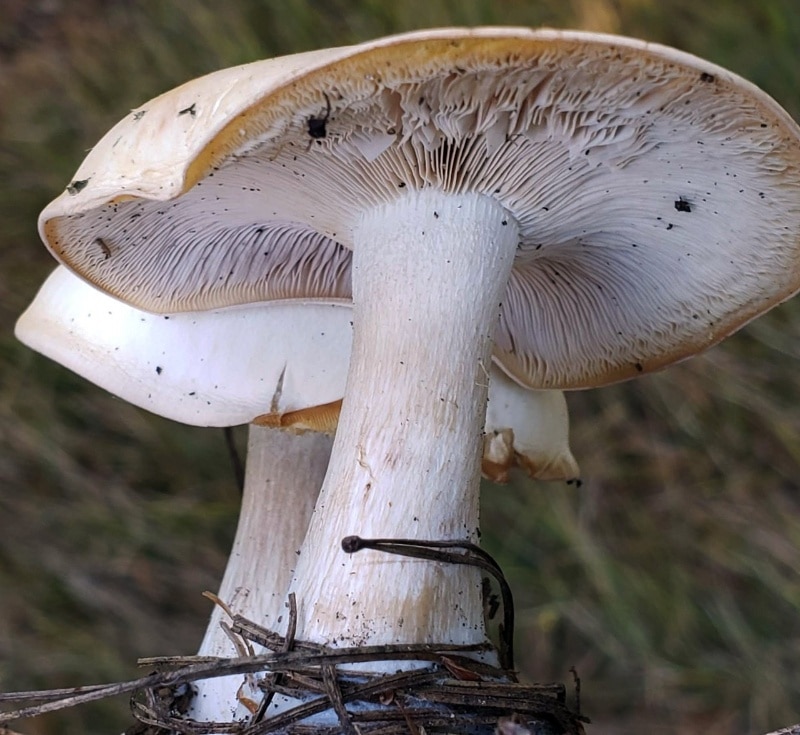 Leucopaxillus laterarius