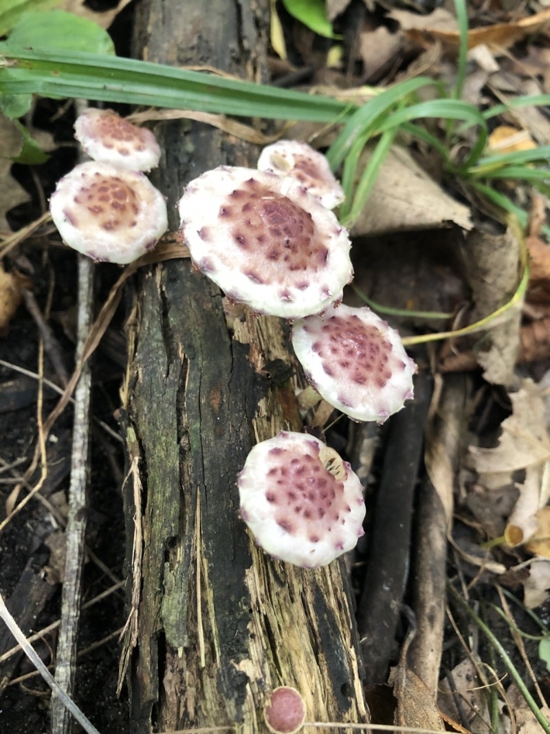 Pholiota polychroa