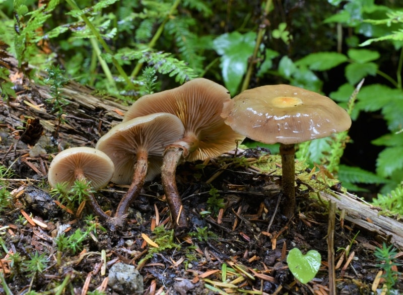 Kuehneromyces mutabilis