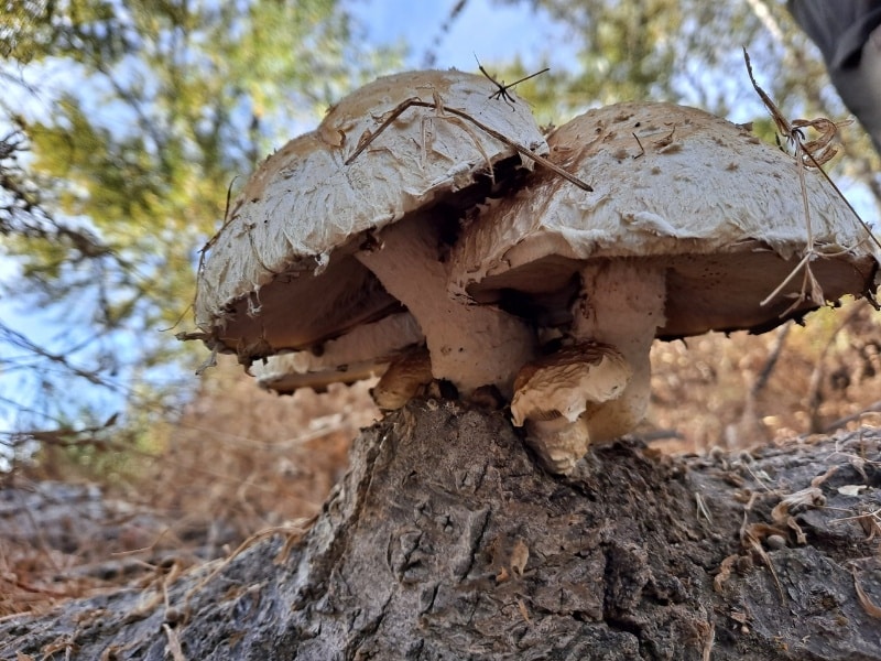 Hemipholiota populnea