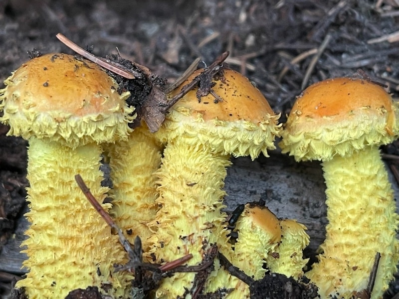 Pholiota flammans