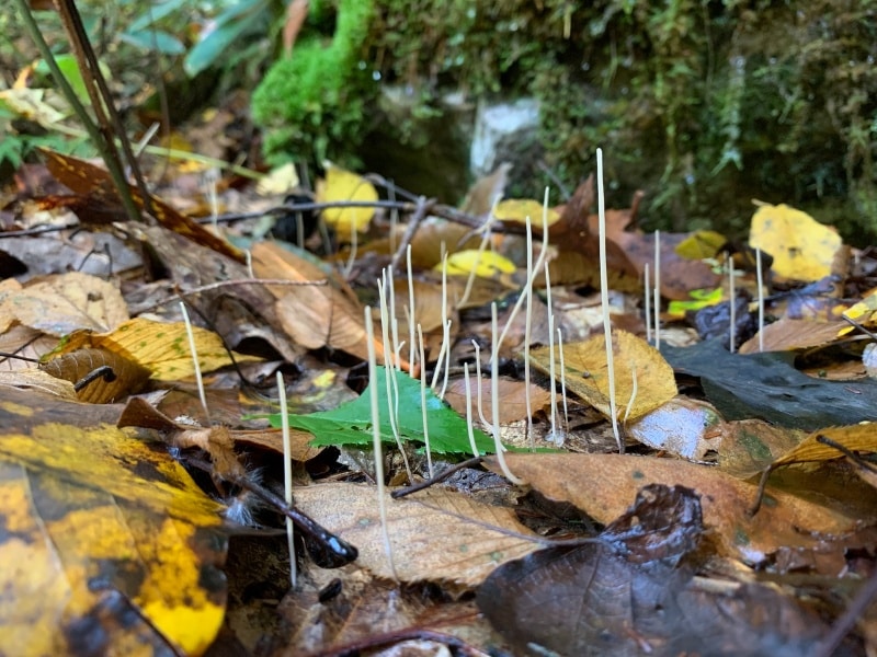 Macrotyphula juncea slender club mushroom