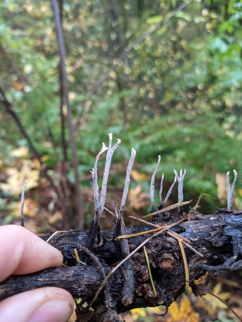 Xylaria hypoxylon