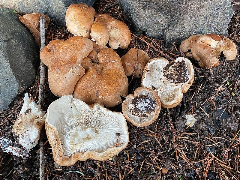 Leucopaxillus gentianeus 