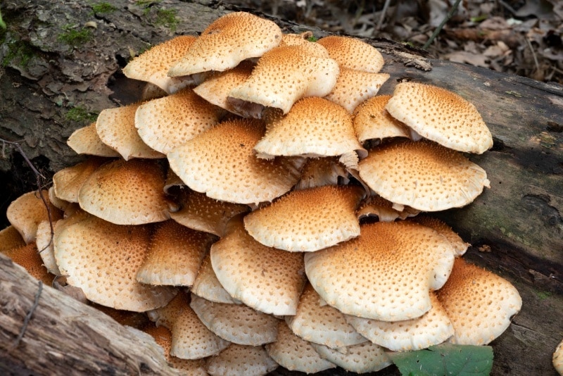 Pholiota squarrosoides