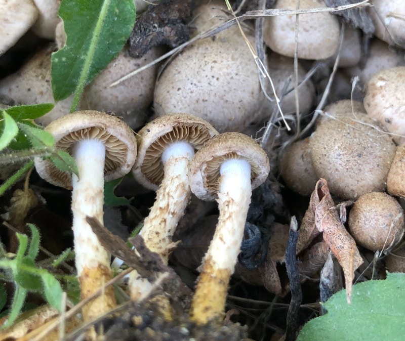 Pholiota terrestris