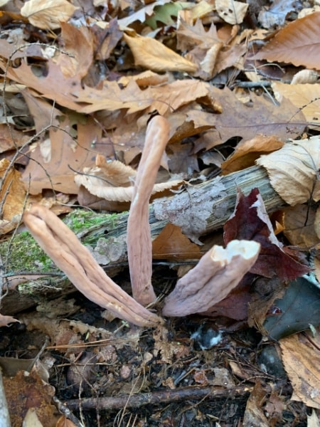 club mushrooms on the ground