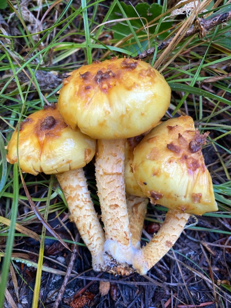 Pholiota aurivella