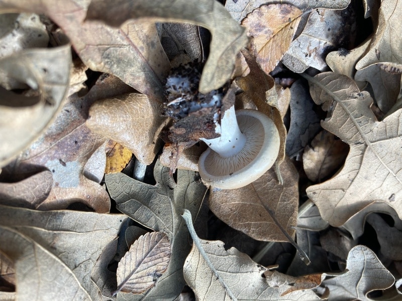 Leucopaxillus mushrooms