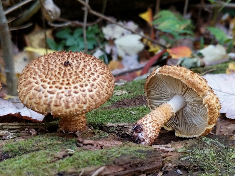 Leucopholiota decorosa