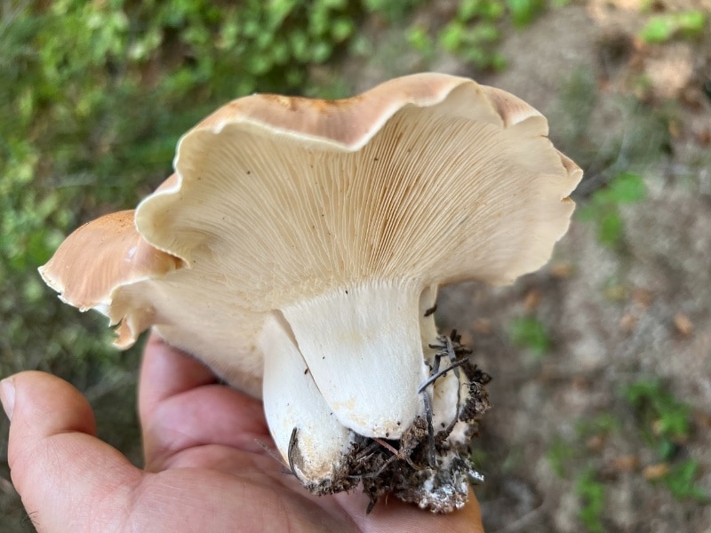 Leucopaxillus gentianeus 