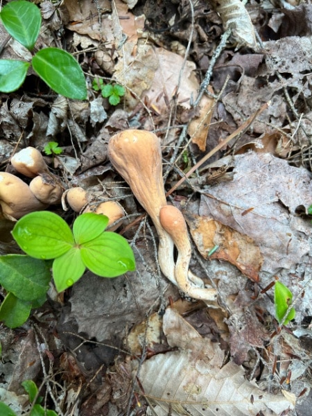 club mushrooms americanus