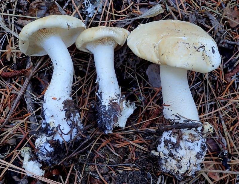 Leucopaxillus albissimus