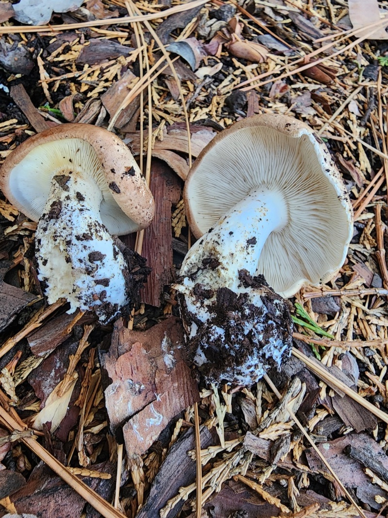 Leucopaxillus gentianeus