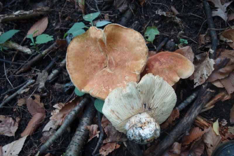 Leucopaxillus tricolor