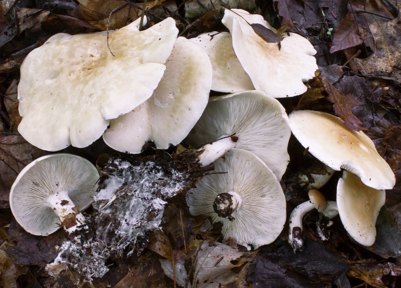 Leucopaxillus laterarius