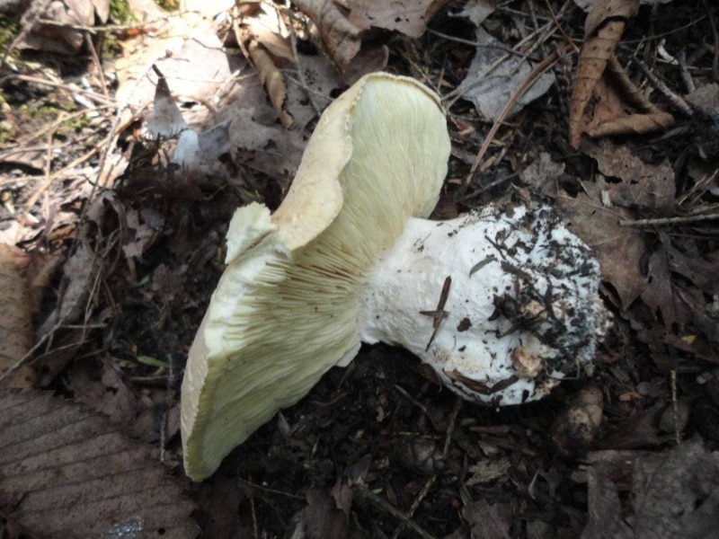 Leucopaxillus tricolor