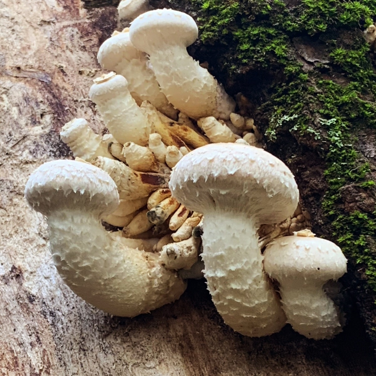 pholiota mushrooms growing on wood