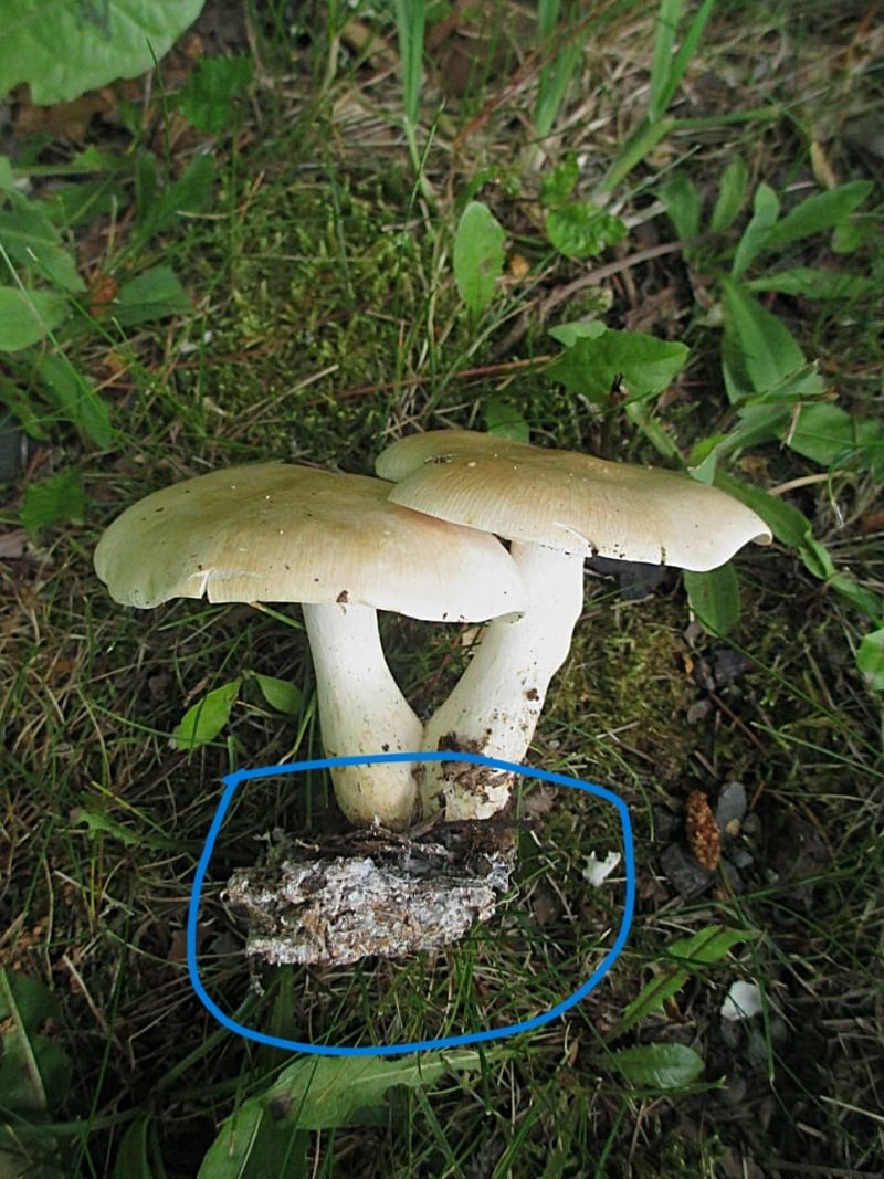 mycelial mat leucopaxillus