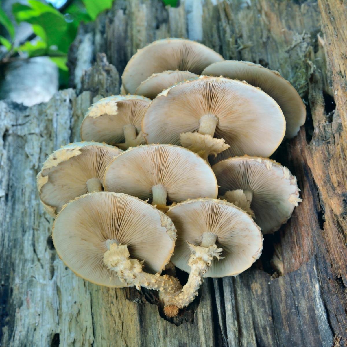 shaggy stemmed Pholiota mushrooms